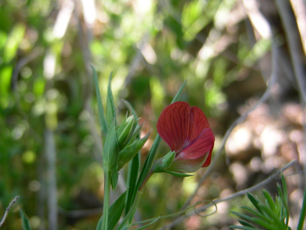 Piccolo fiore rosso ... Lathyrus cicera